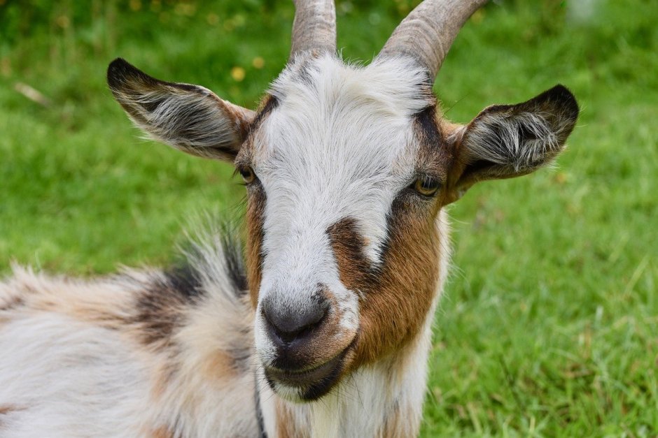 Кашемировая коза