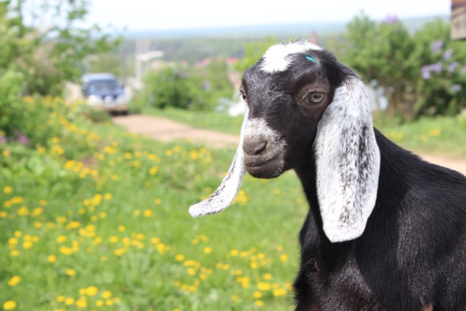 Вислоухие козы нубийский