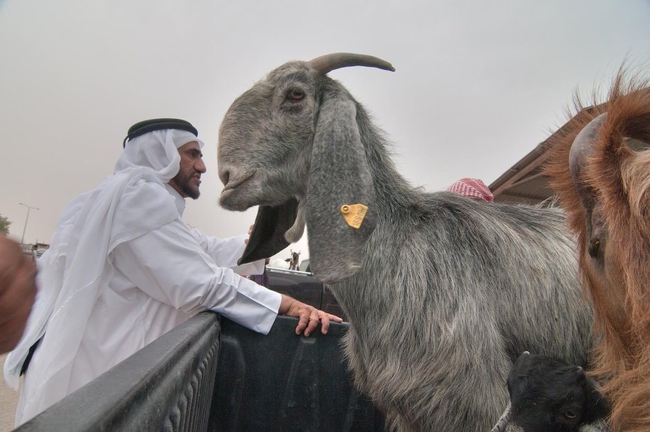 Козы породы Шами