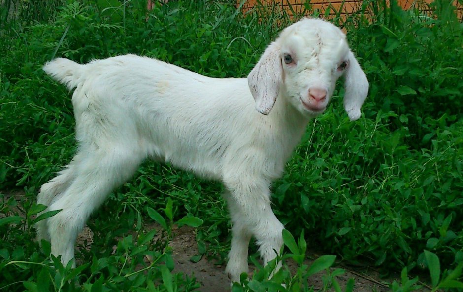 Гулаби козы