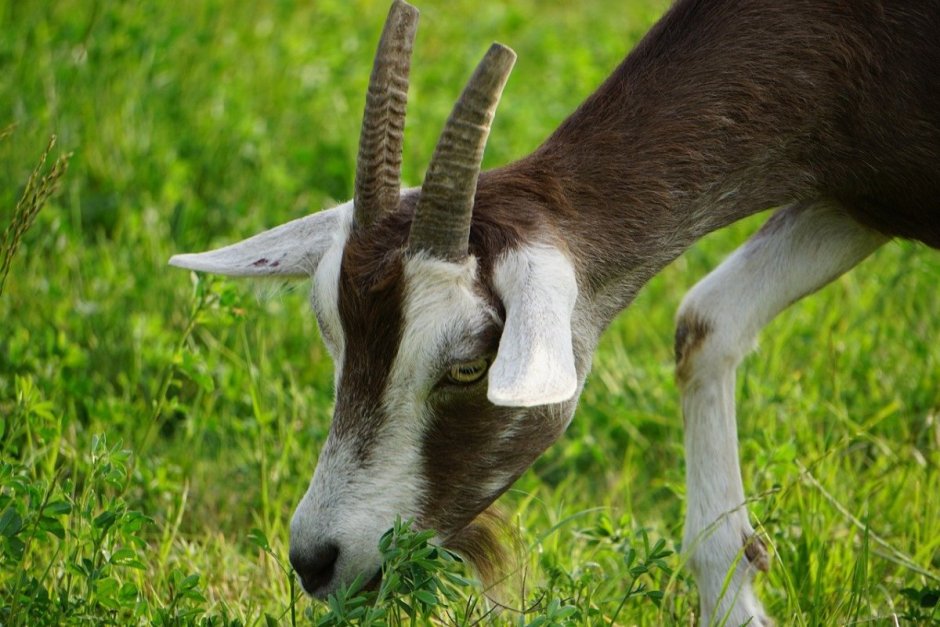Коза Валдайская