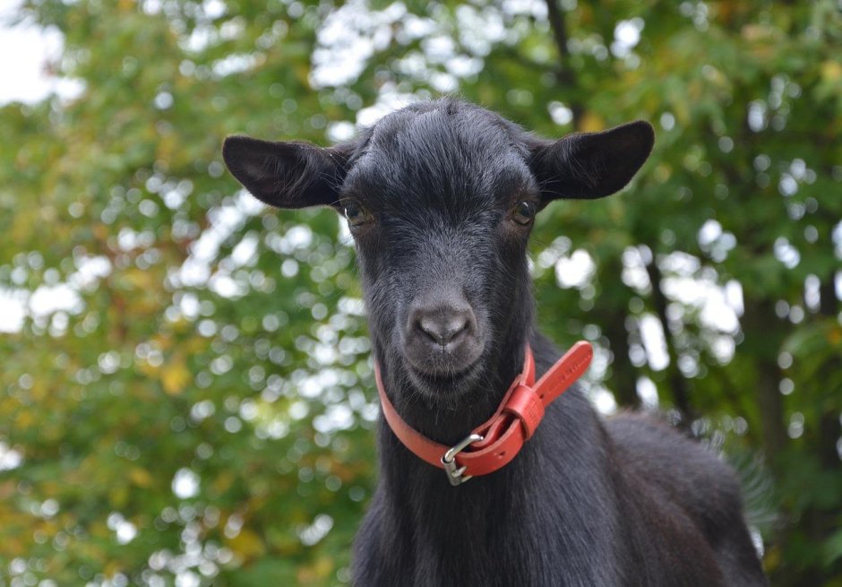 Козёл в кепке