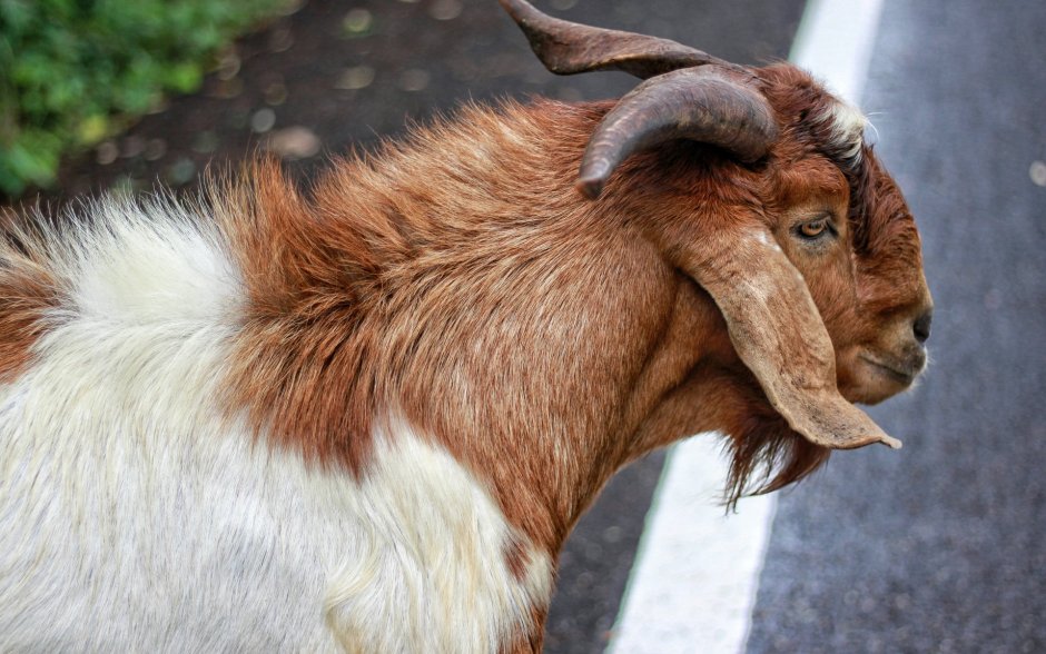 Нубийские козы с рогами