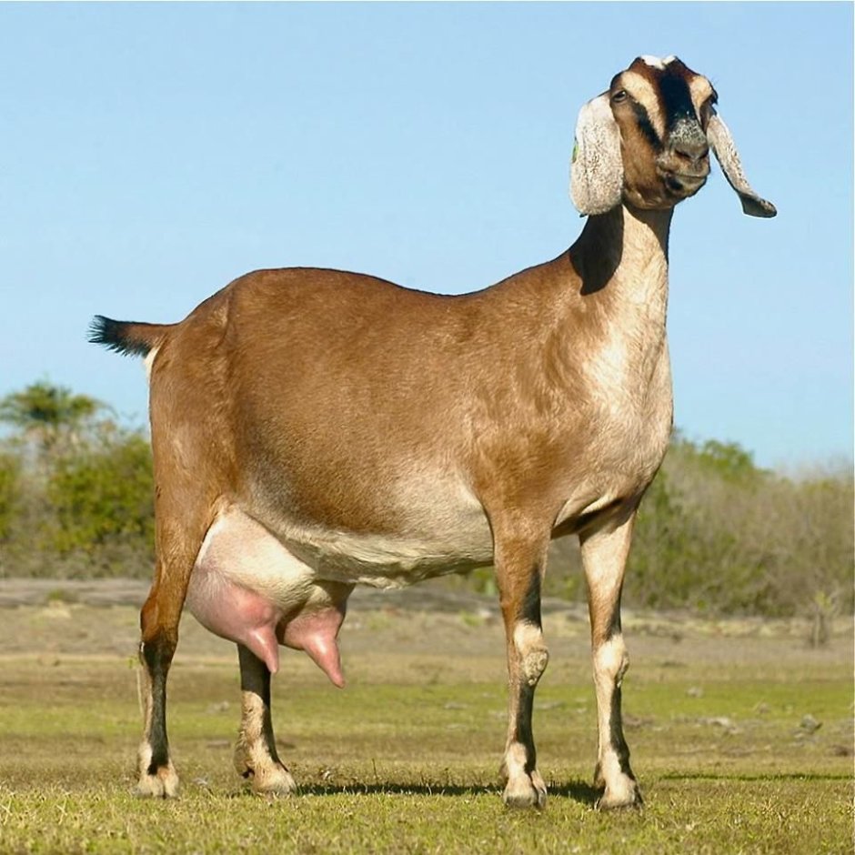 Санта-Инес порода овец