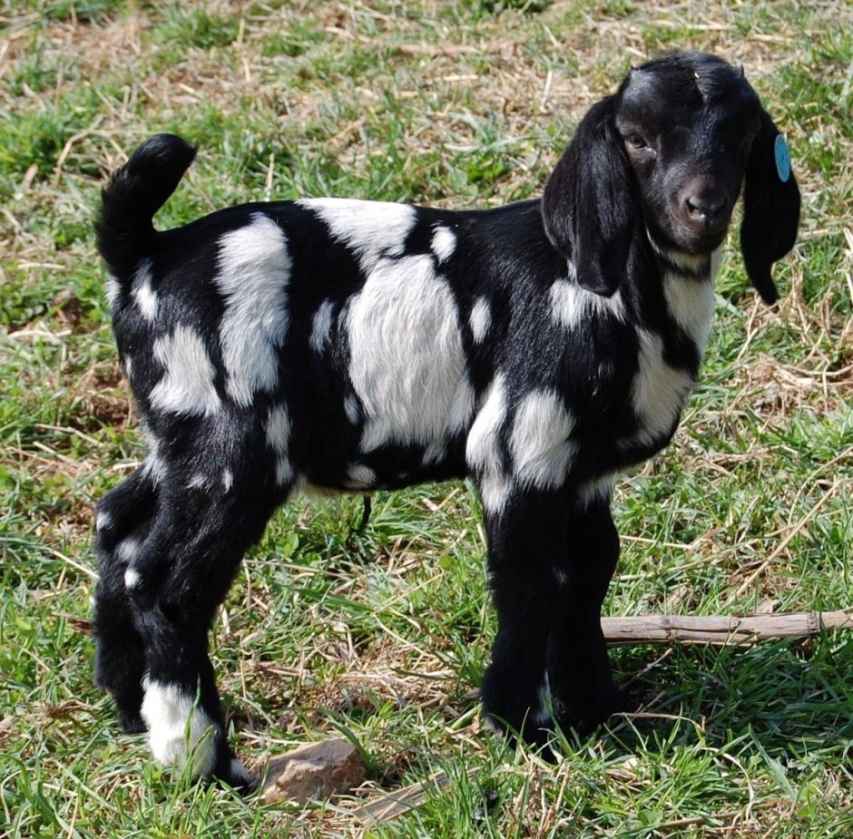 Нубийские козы