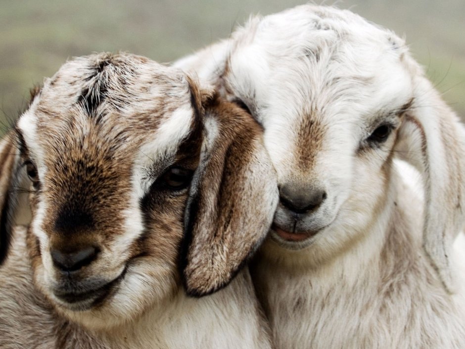 Милые животные барашки