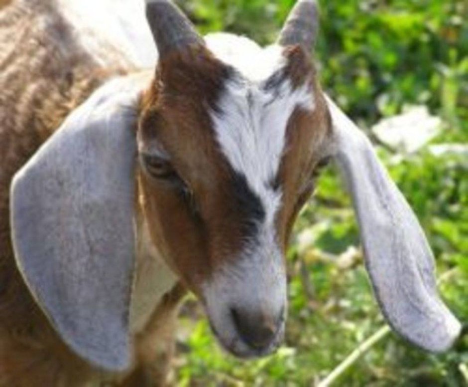 Коза с длинными ушами порода нубийская