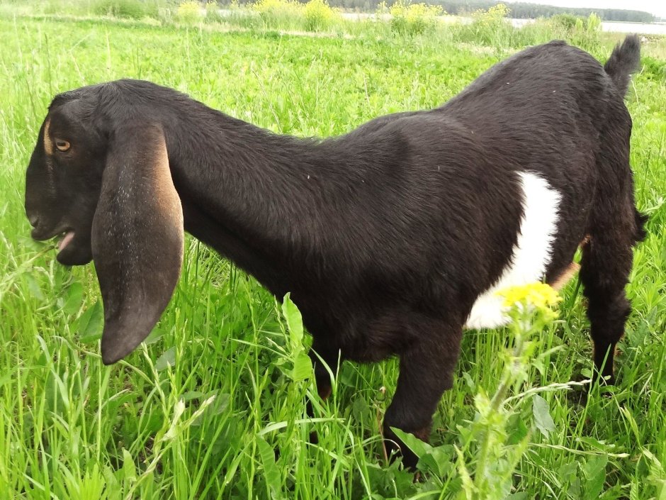 Козел нубийской породы