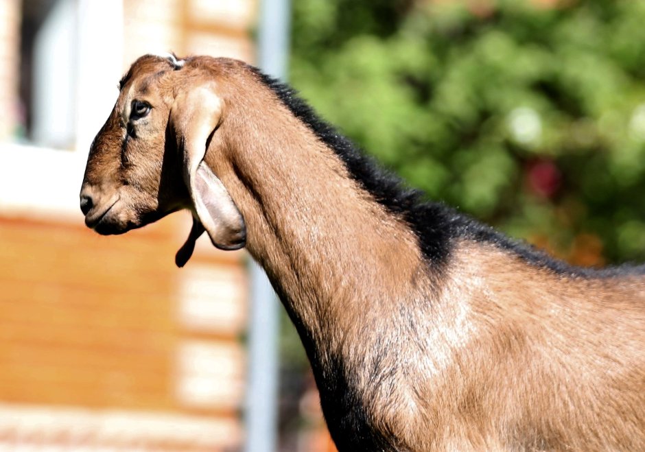 Нубийские козы