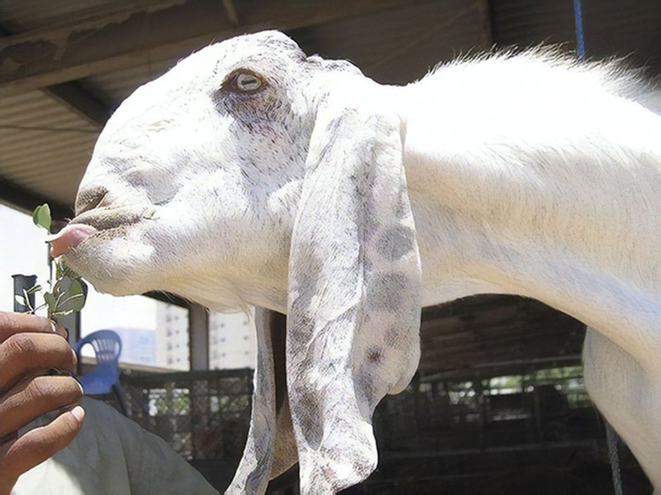 Дамасская коза Шами