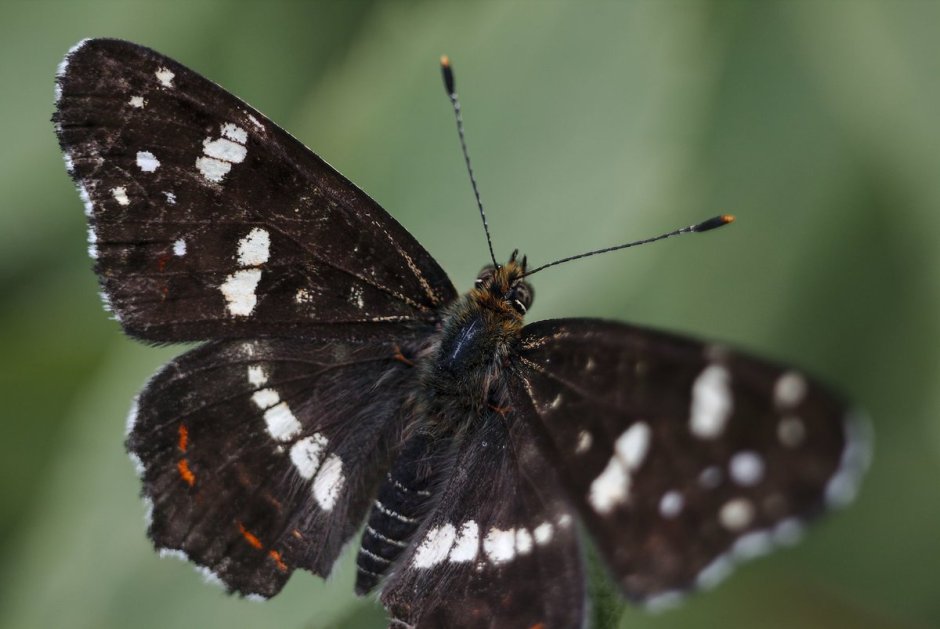 Пестрокрыльница изменчивая