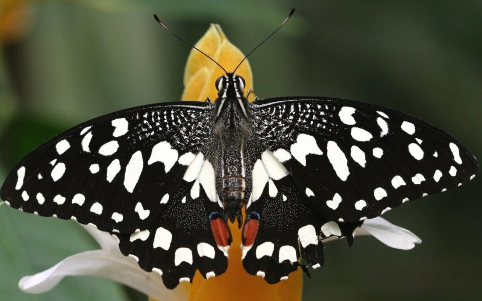 Бабочка черная