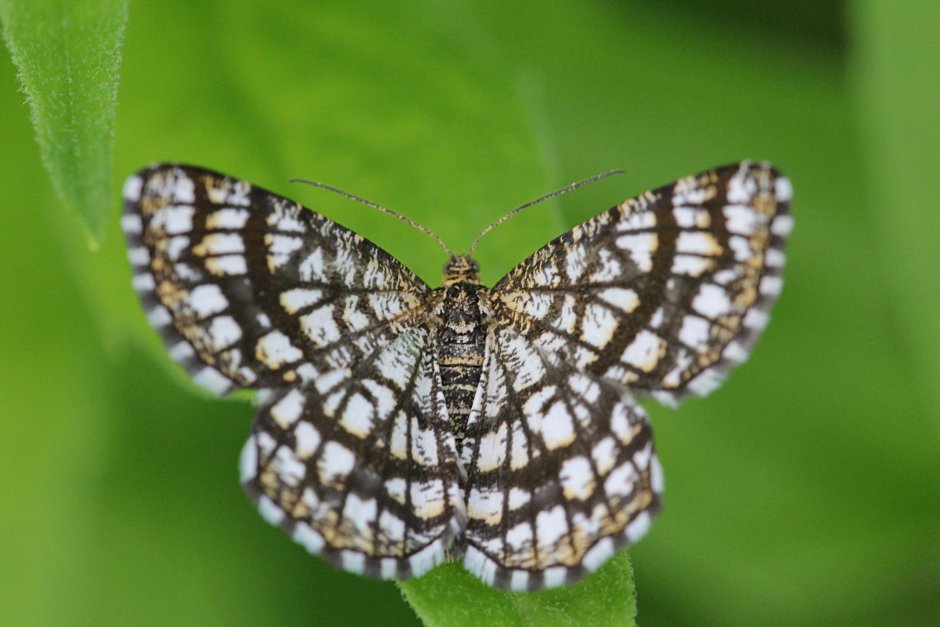 Пяденица Клеверная