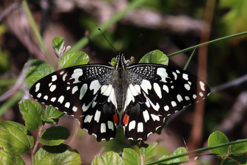 Papilio demoleus