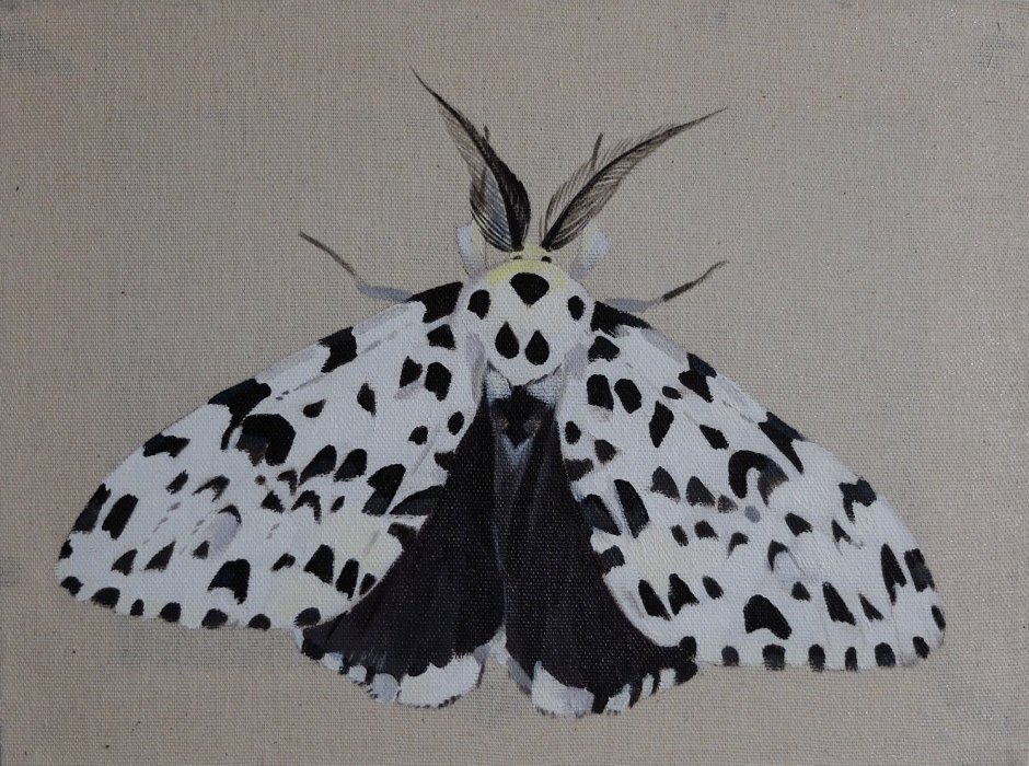 Черная бабочка с тонкой белой каймой монашенка