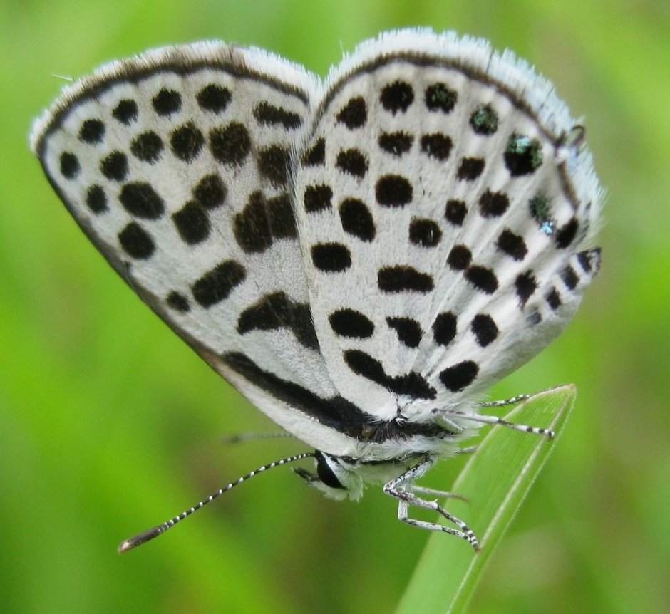 Белая бабочка в черную крапинку