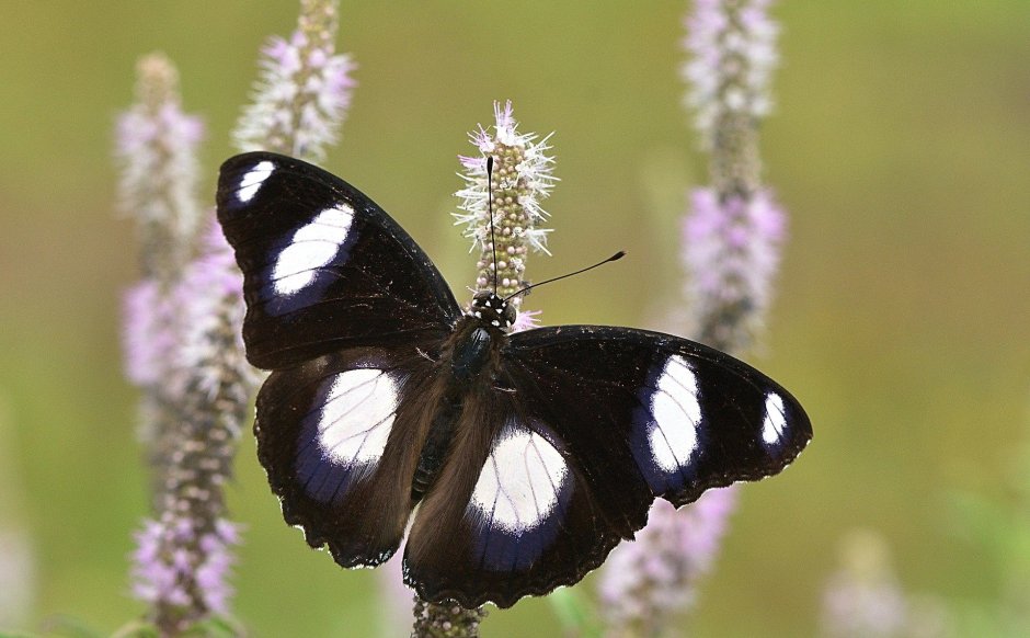 Hypolimnas misippus бабочка