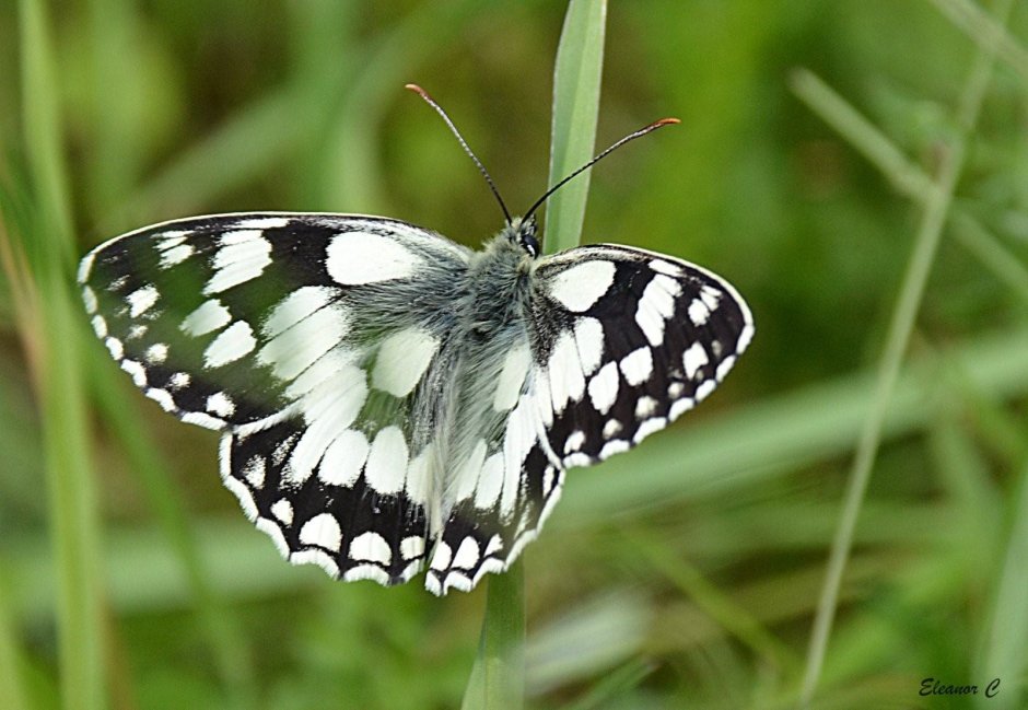 Лондонская бабочка пегоница