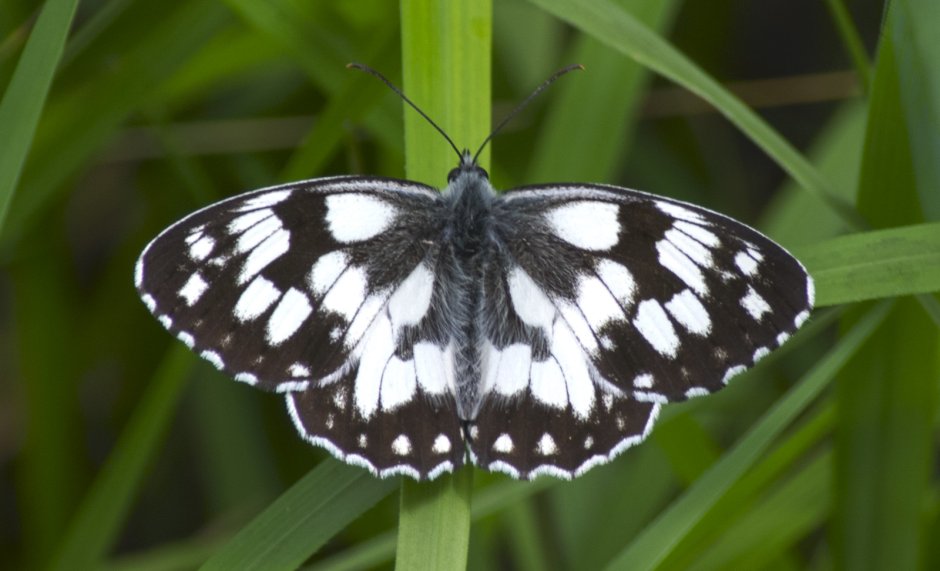 Маленькая белая бабочка с чёрными каймой