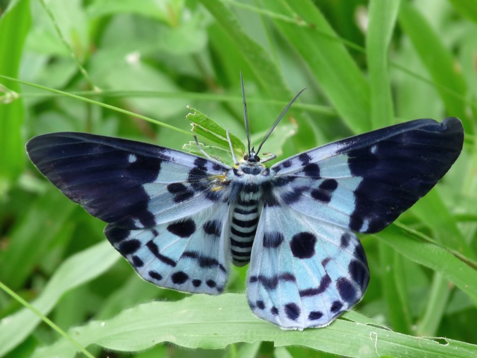 Пяденица великолепная (Iotaphora Admirabilis)