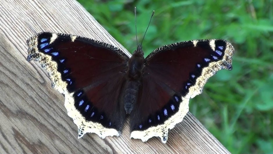 Черная бабочка траурница