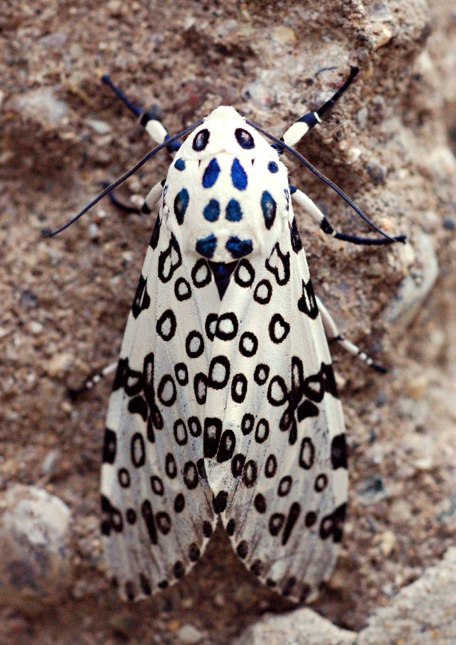 Giant Moth бабочка