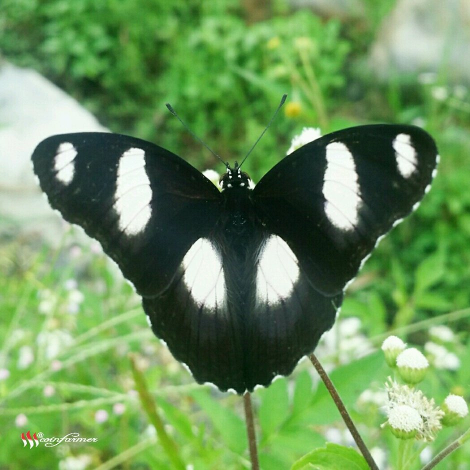 Чёрные бабочки названия