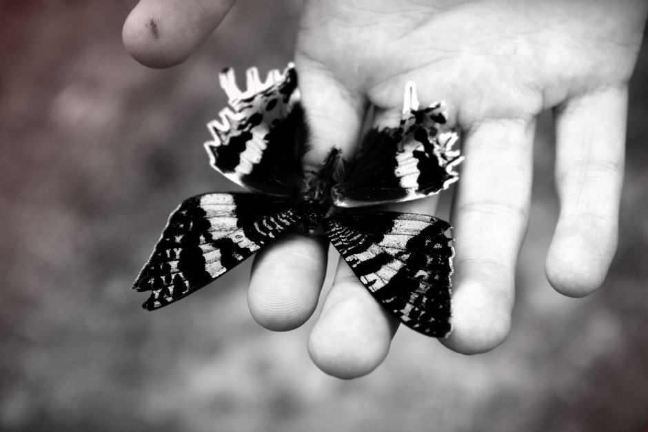 Бабочка черно белая