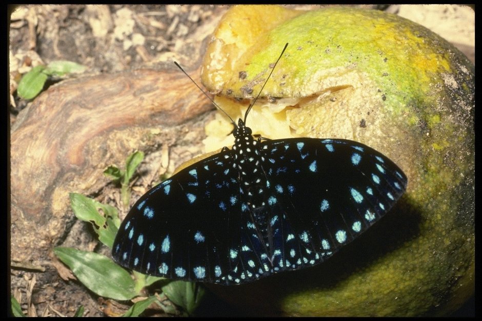 Бабочка с черными пятнами