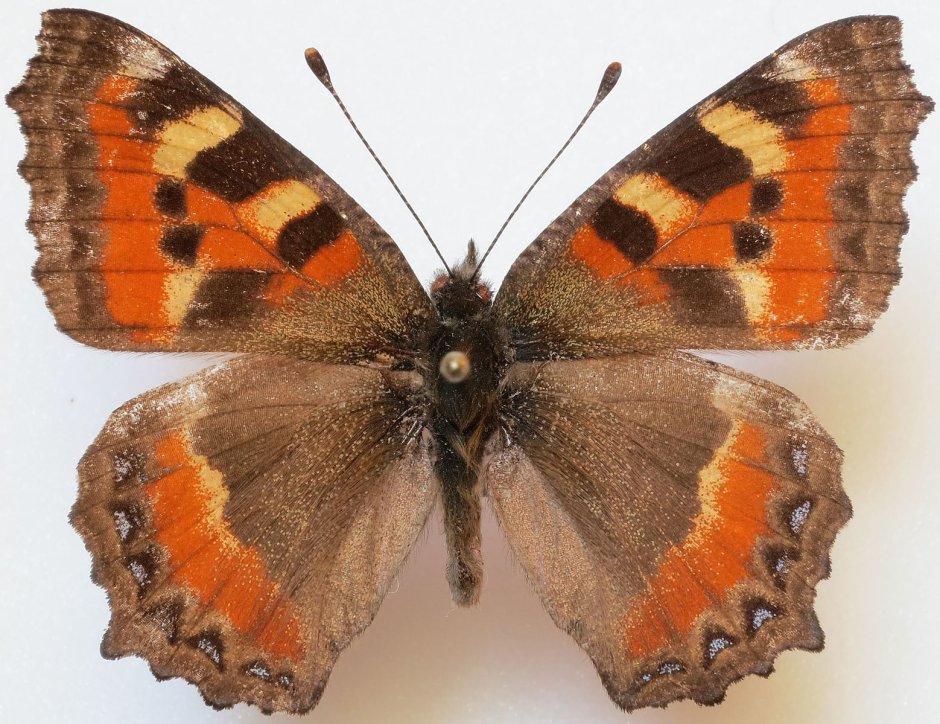 Nymphalis ladakensis