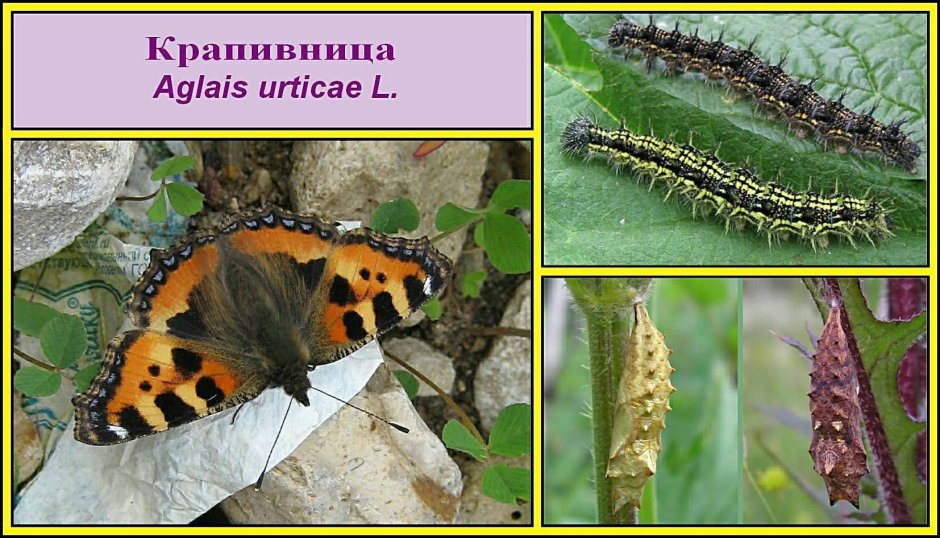 Aglais urticae гусеница