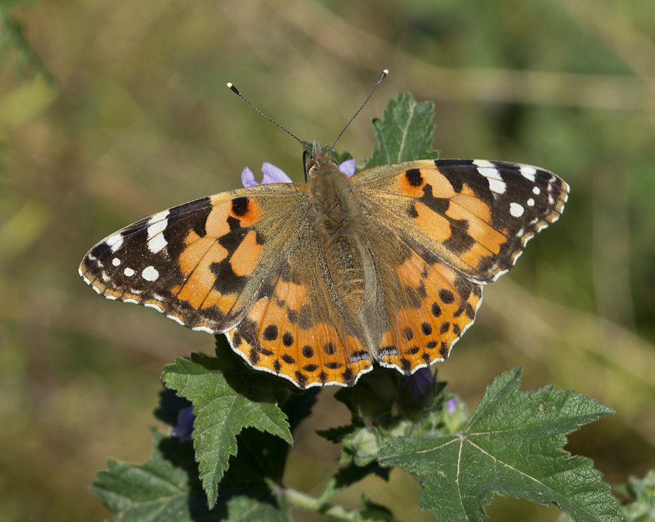 Репейница Vanessa cardui