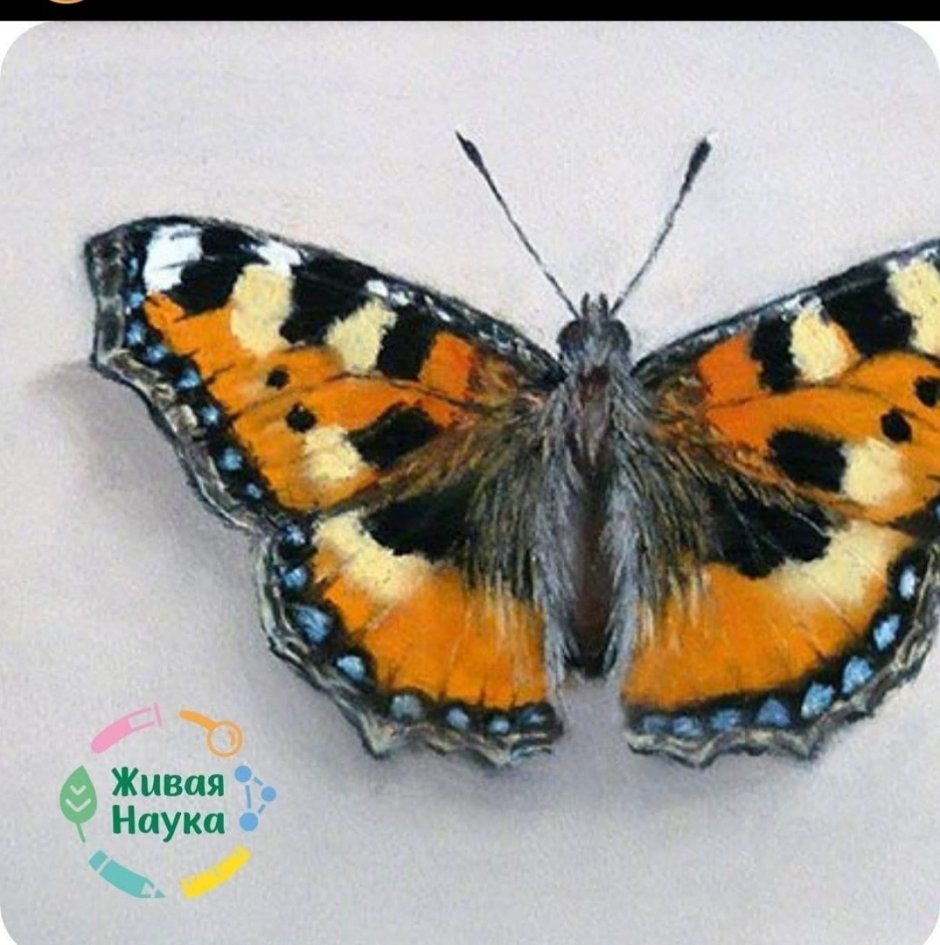 Бабочка крапивница рисунок