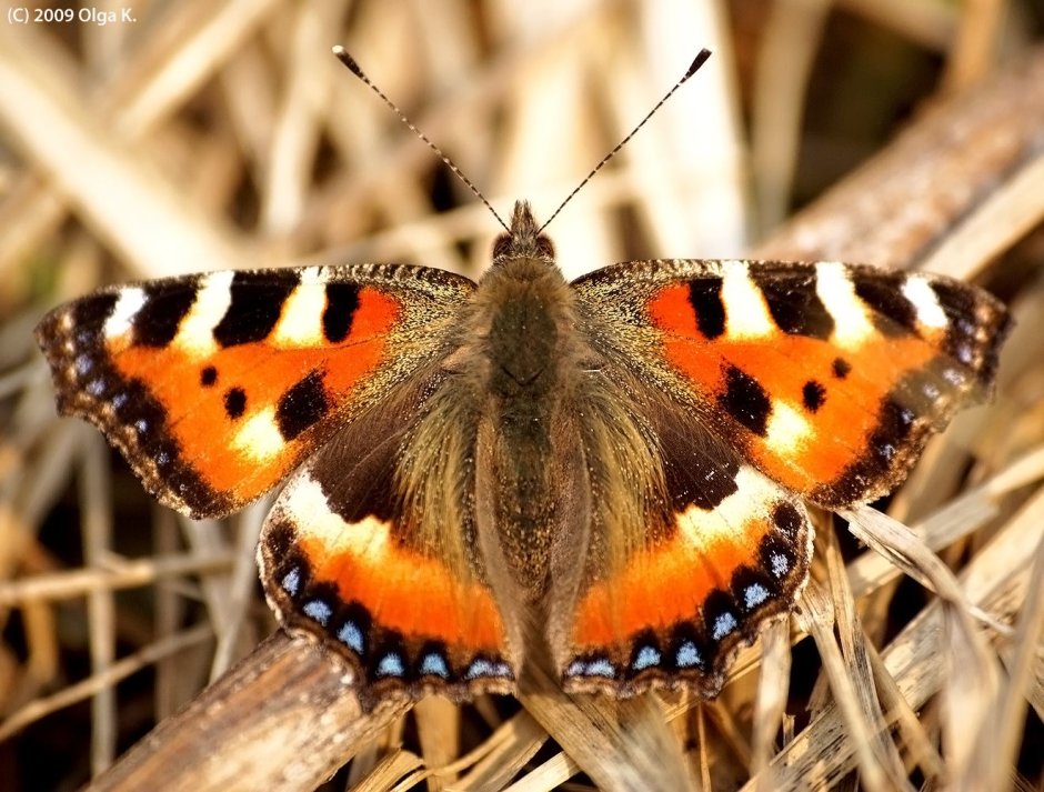 Крапивница Aglais urticae
