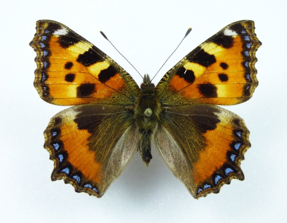 Крапивница бабочка urticae