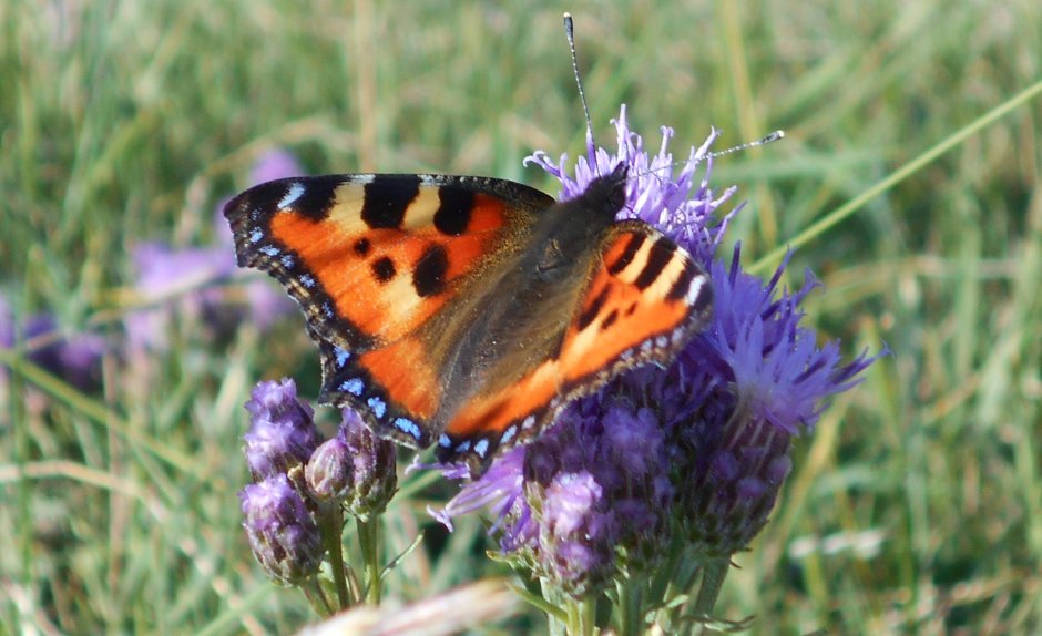 Крапивница (Aglais urticae) гусеница