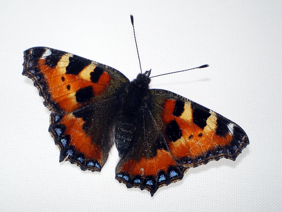 Aglais urticae