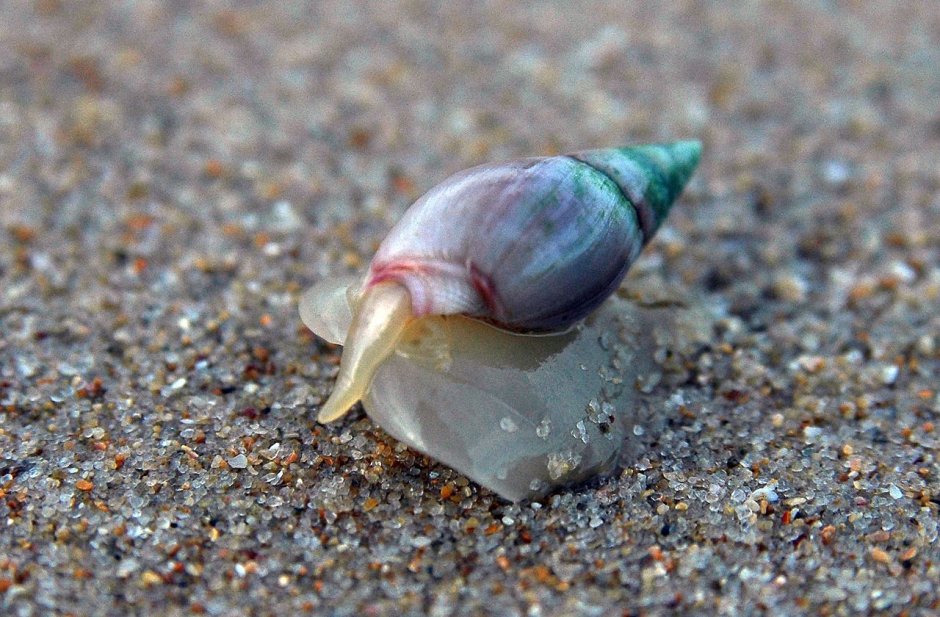 Морские брюхоногие моллюски
