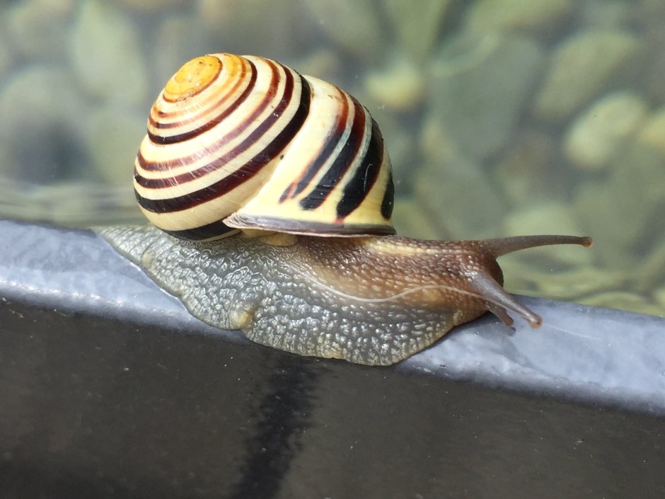 Морские брюхоногие моллюски