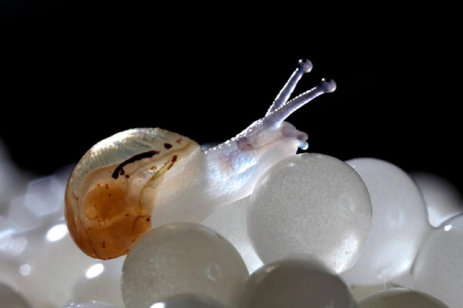 Икра улитки Helix aspersa.
