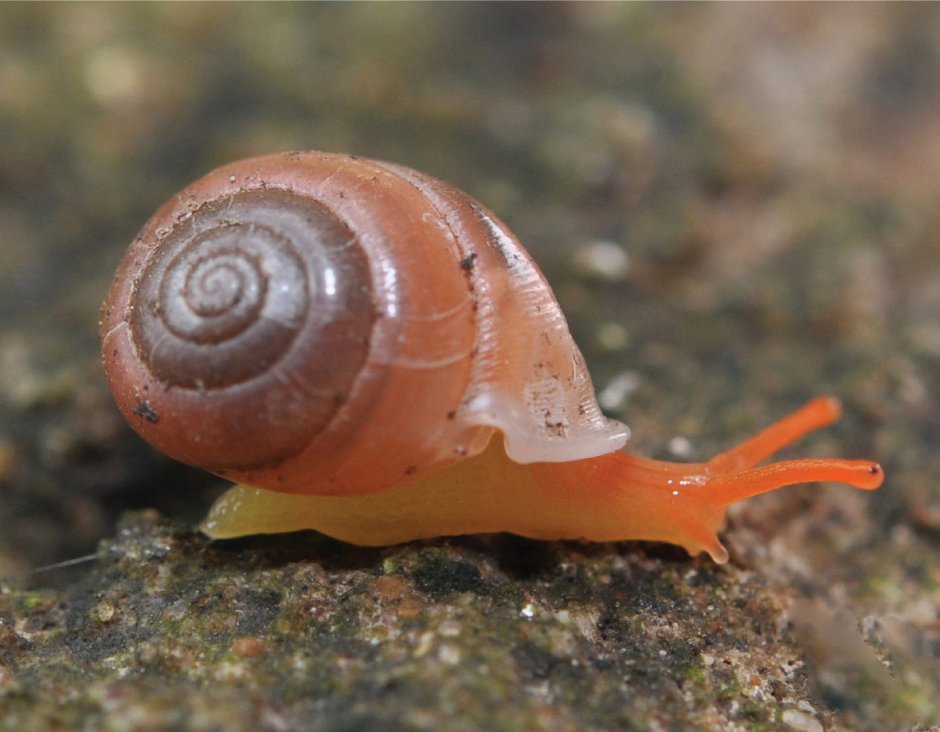 Улитка Priotrohatella stellata