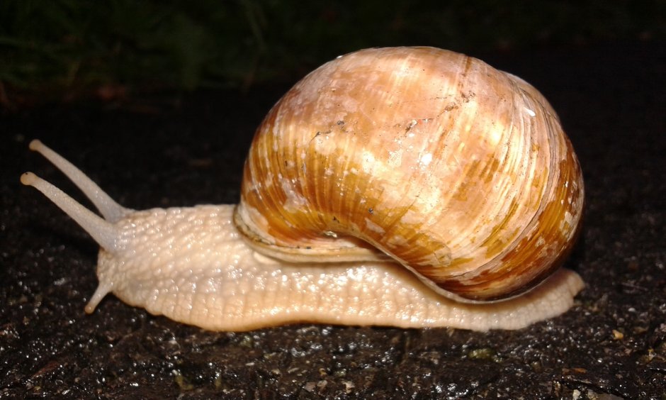 Брюхоногие морские улитки