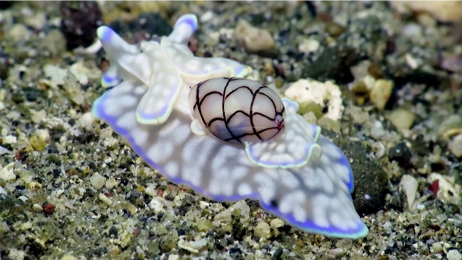 Брюхоногий моллюск Bullina lineata