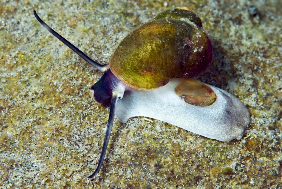 Benedictia Baicalensis