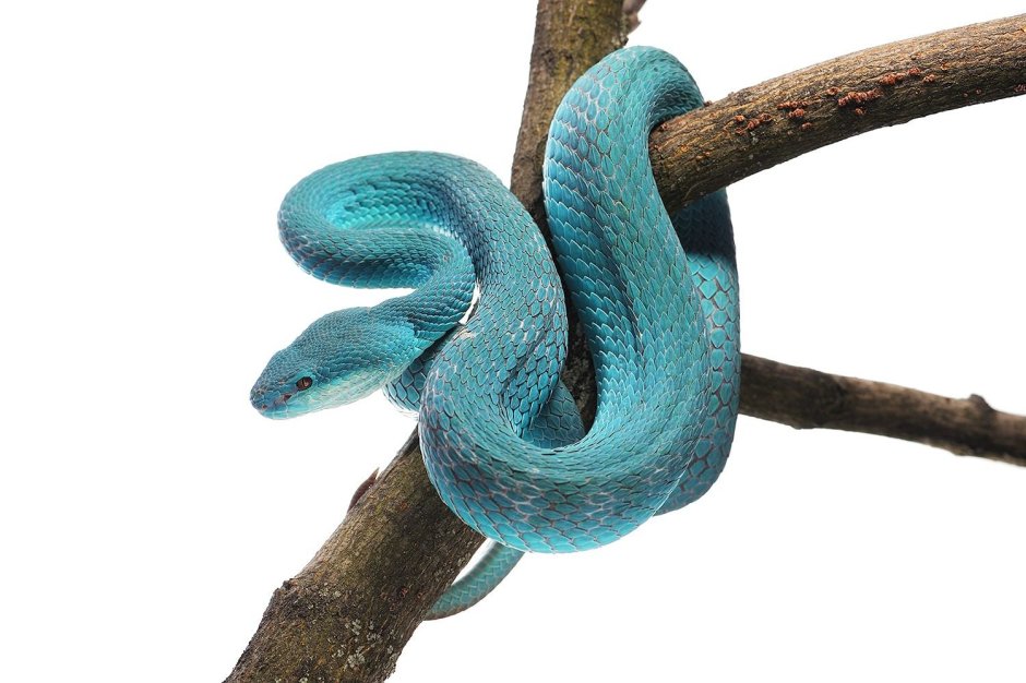 Blue Island Pit Viper
