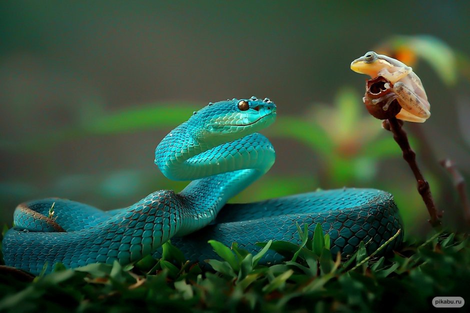 Trimeresurus Salazar змея