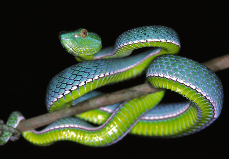 Trimeresurus popeiorum
