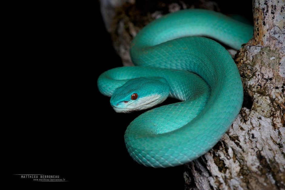 Змея Trimeresurus insularis