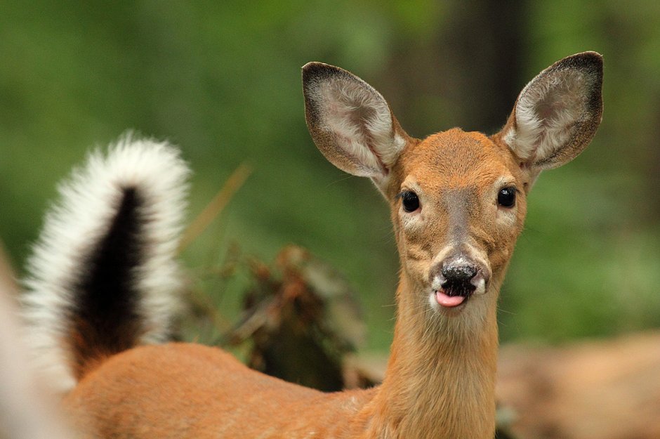 Cute Deer