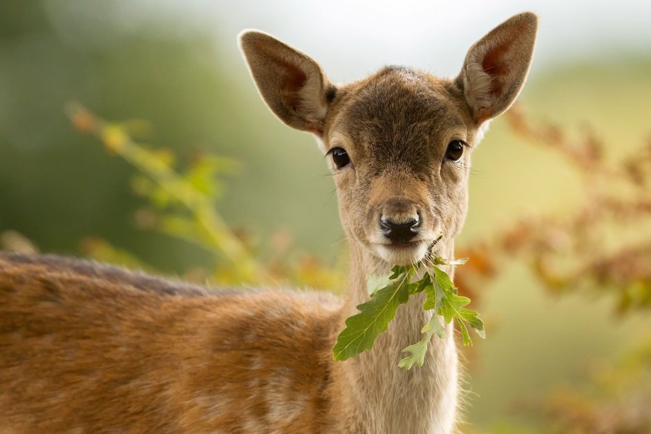 Hungry Deer